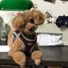 ショコラ、4歳の女の子です。