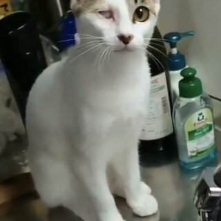 片目ハンデだけど良い子サフランちゃん