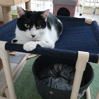 ハチワレ王子　金福くん