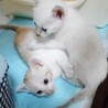 1ヶ月♡430㌘の玩具みたいなシャム系白と茶白兄妹 サムネイル5