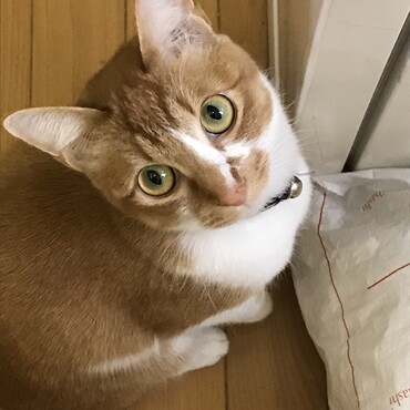 伊勢崎市にて2月22日生まれ2歳半になりました