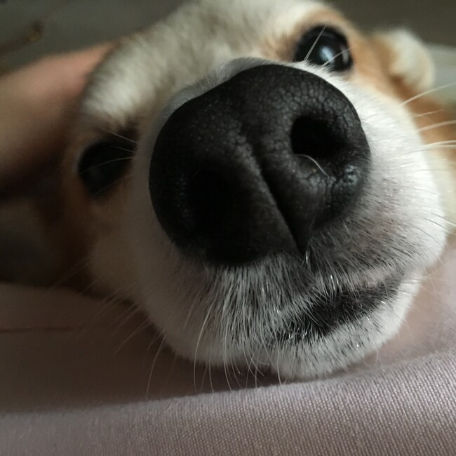 あいちゃこのカバー写真