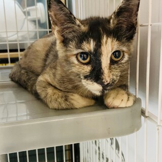 【個性的で味わいあるサビ猫】アタシはのりたま！