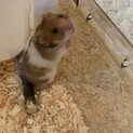 生後1ヶ月の元気なハムスターです！！