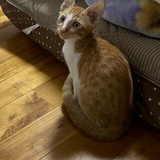 急募！子猫の里親募集！