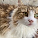 ノルウェジアンとアメショを同時に飼ってくださる方