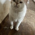 スコティッシュフォールド　雌　6歳