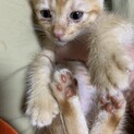 カリカリ大好き子猫ちゃん里親探しています