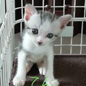 1ヶ月半の元気で可愛い男の子