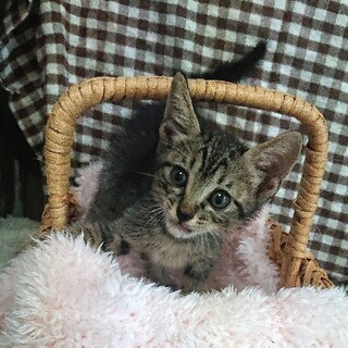 飼いやすい　性格良し　オカリナちゃん