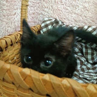 元気いっぱい　ハーモ君