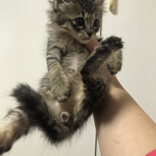 半長毛のキジトラ兄弟