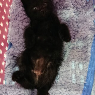 黒猫姉妹☆生後1.5ヶ月、そっくりなんです！