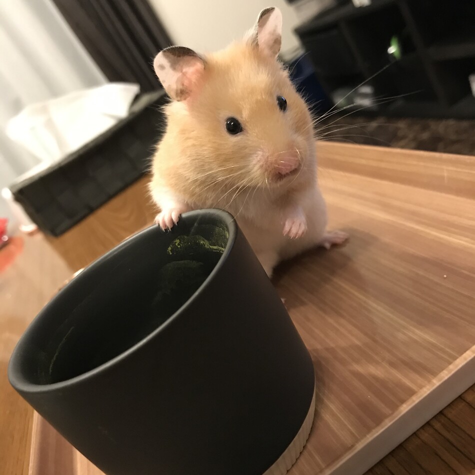 みるくのカバー写真