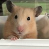 きなこ