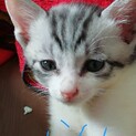 1ヶ月半の元気な男の子です。