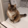 むさまる