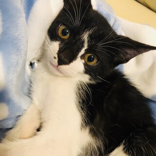ほくちゃん 　 2ヶ月半くらいの男の子