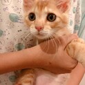 （募集一旦停止）ゴロゴロ甘えん坊♡ななおくん