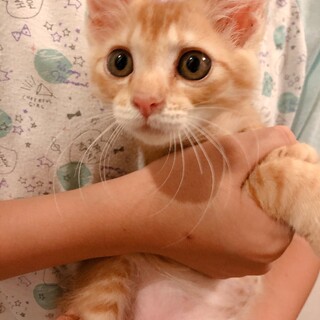 （募集一旦停止）ゴロゴロ甘えん坊♡ななおくん