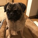パグ