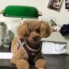 とってもおとなしいけどヤンチャなワンコです❣️