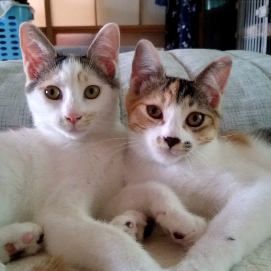 寧々のカバー写真