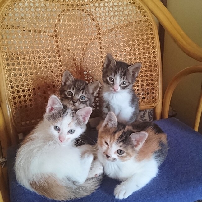 ミィタロウのカバー写真