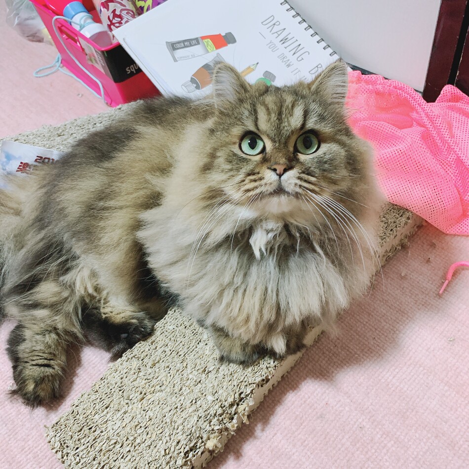 レンのカバー写真