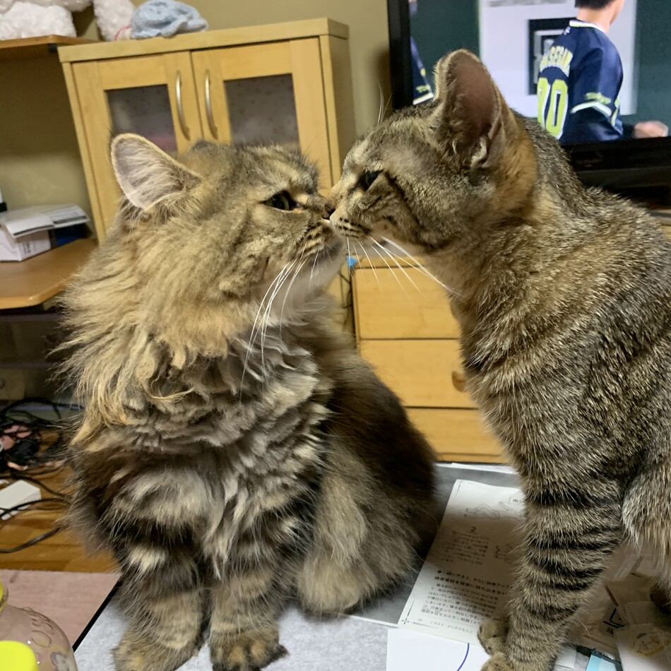 ソラのカバー写真