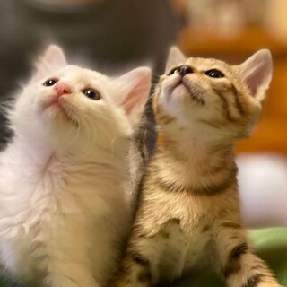 （停止中）困り顔の仲良し兄妹