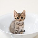 キジトラ子猫 ロイズ君 里親様募集♡