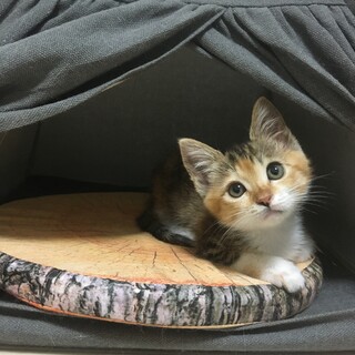 ※ありがとうございました※★縞三毛のお嬢さん★