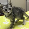 やせっぽちで捨てられていました