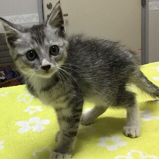 やせっぽちで捨てられていました