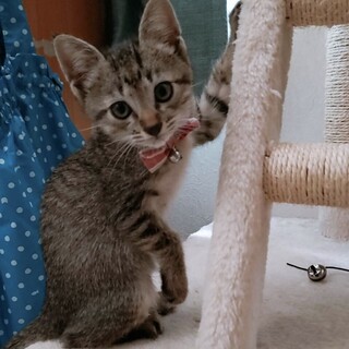 　キジトラ　オス