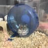 立風