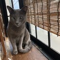 ロシアンブルー　オス　8歳　人懐っこい