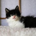 ひめ♡しあわせにゃんこになりました