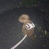 孫のゆずちゃんを待ってます(バス停でおすわり)