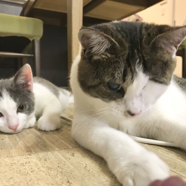 鮎。のカバー写真