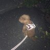 バス停でゆずちゃんのお帰りをお座りして待ってます