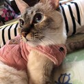！急募！4歳メス猫