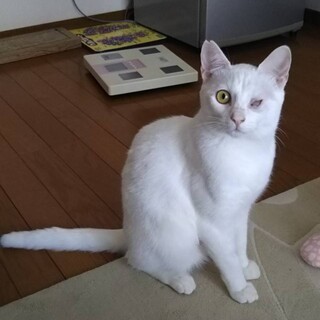 ❤️人懐っこい穏やかな白猫❤️
