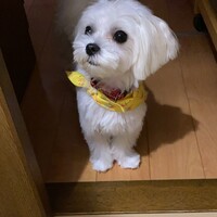 ミント