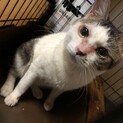！急募！1歳5ヶ月オス猫