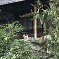 近所の捨て犬です！保健所に2匹保護されました。