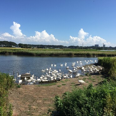 相変わらず沢山いる、一年中白鳥の沼川∧( 'Θ' )∧ 平和だねー