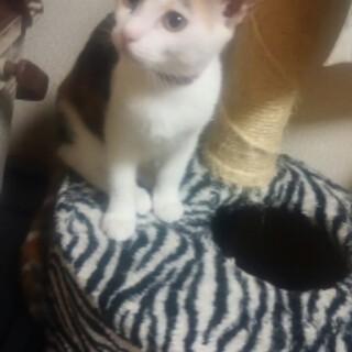 物怖じしない人が大好きな甘えんぼう