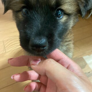 モフモフ♡なイケワン　家族を探してます。